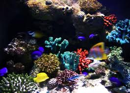 aquarium webcam 1
